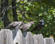 Common Grackles 8288